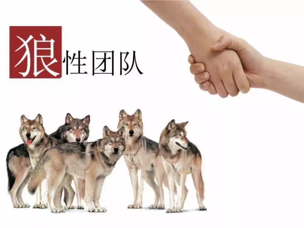想要狼性的員工你得喂肉！【深度好文】